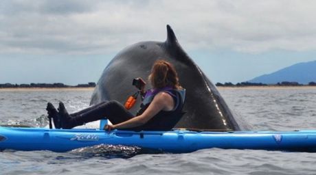 kayak-baleine-surprise_171761_w460.jpg