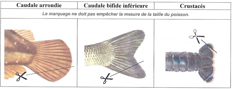 Dessin-marquage-001.jpg