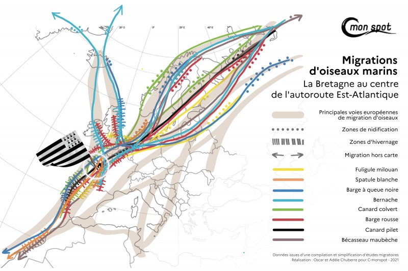 Migration d'oiseaux marins.jpg