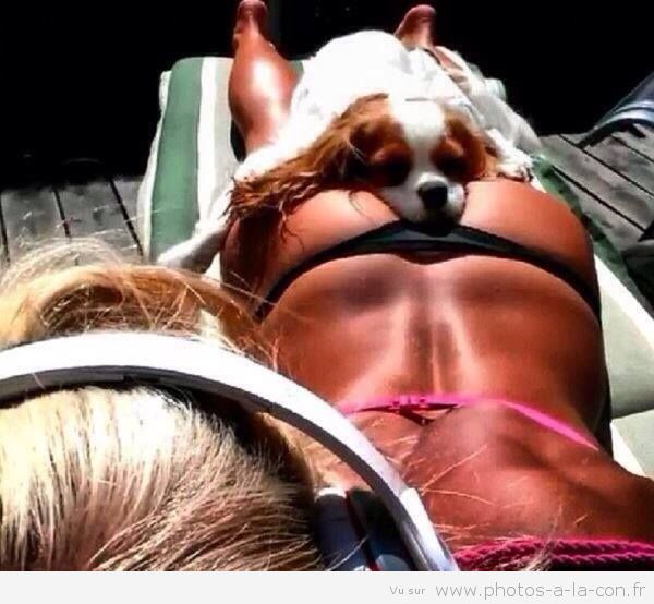 image-drole-chien-soleil.jpg